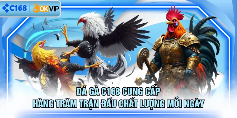 Đá gà C168 cung cấp hàng trăm trận đấu chất lượng mỗi ngày